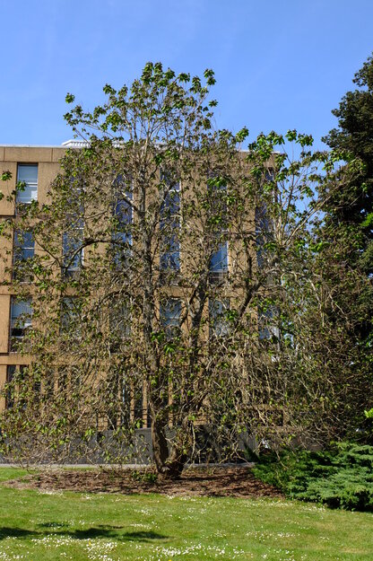 May tree photo