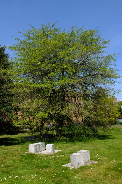 May tree photo