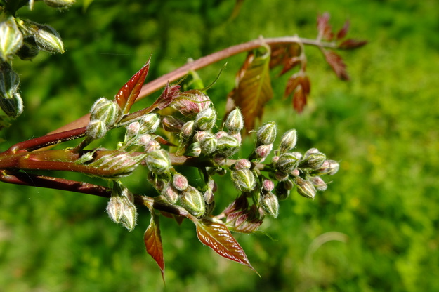 May close-up photo