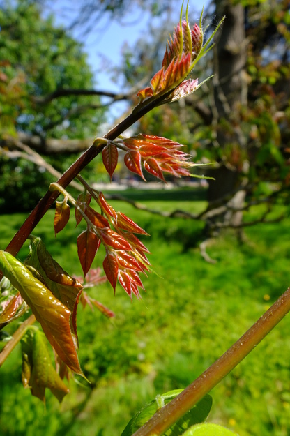 May close-up photo