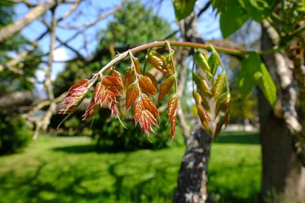 May close-up photo