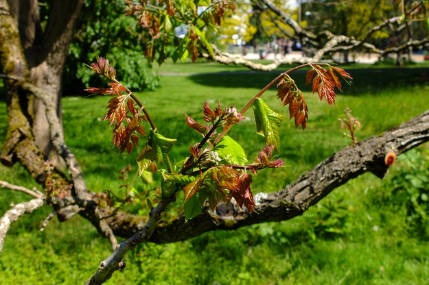 May close-up photo