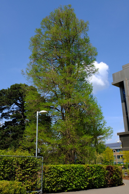 May tree photo