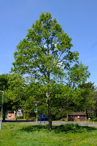 May tree photo