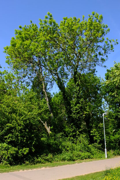 May tree photo