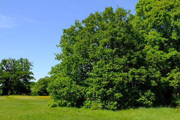 May tree photo