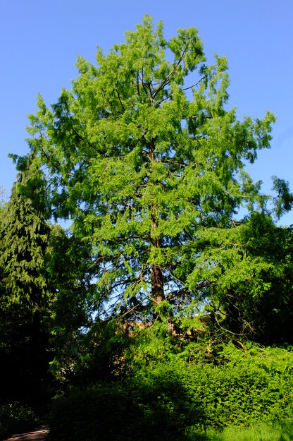 May tree photo