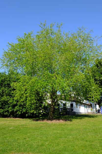 May tree photo