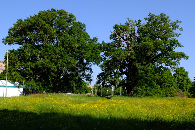 May tree photo