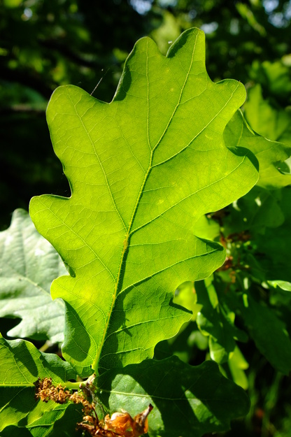 May close-up photo
