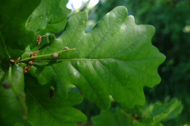 May close-up photo