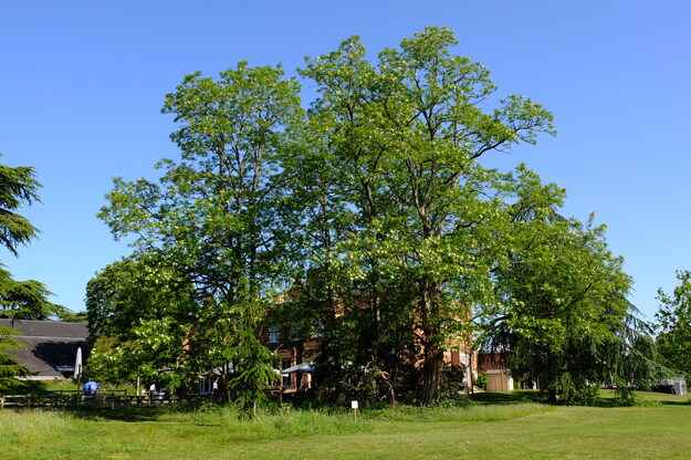 May tree photo