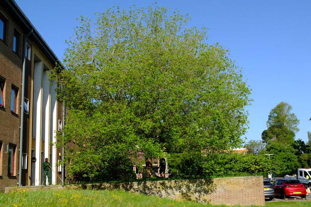 May tree photo