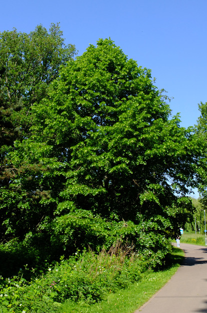 May tree photo