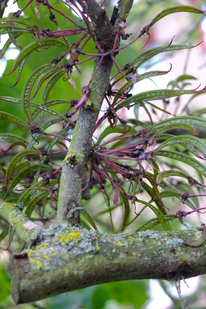 June close-up photo