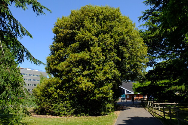 Park House tree photo