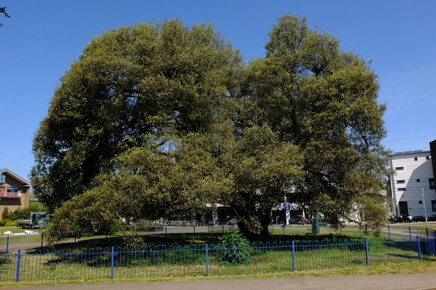 May tree photo