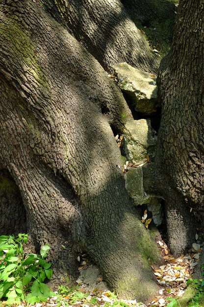 May close-up photo