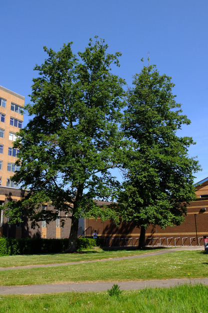 May tree photo