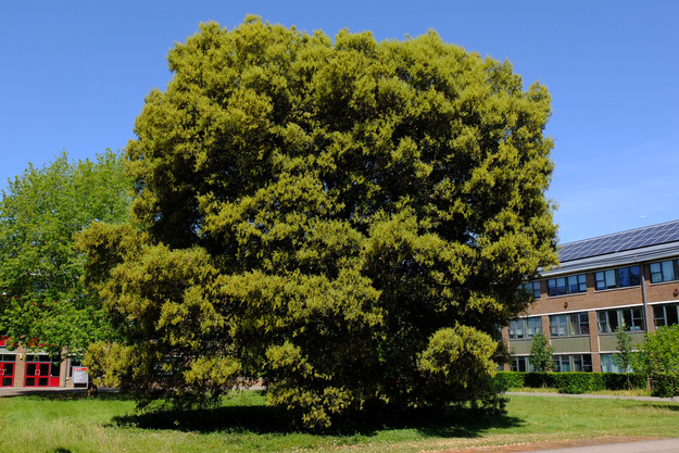 May tree photo