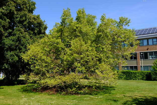 May tree photo