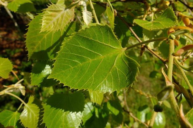 May close-up photo