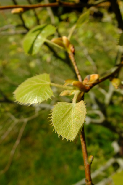 May close-up photo