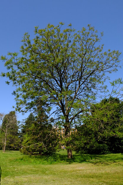 May tree photo