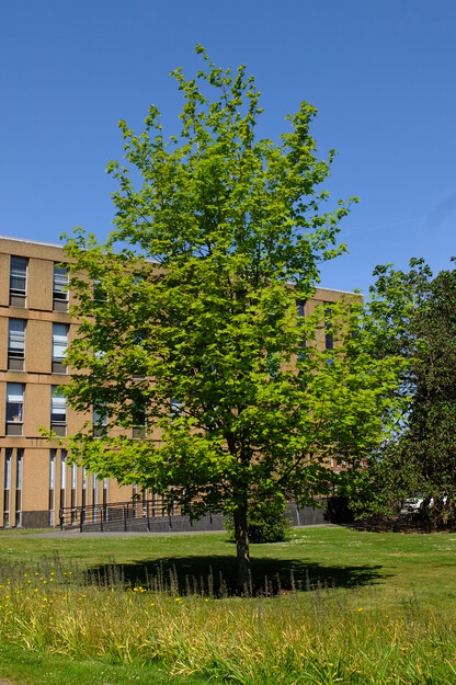 May tree photo