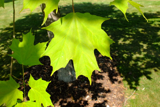 May close-up photo