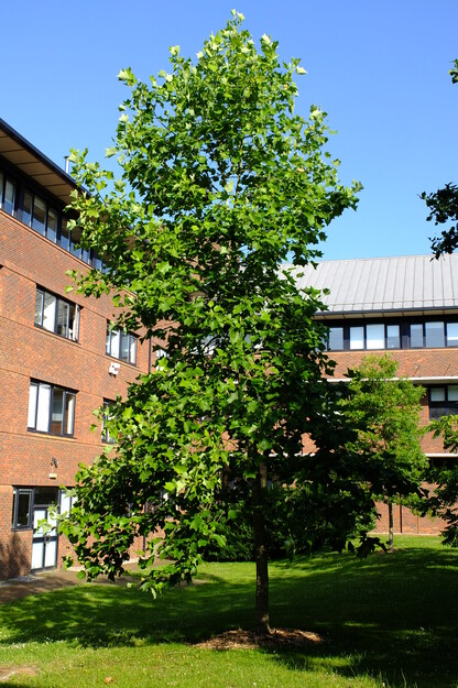 July tree photo