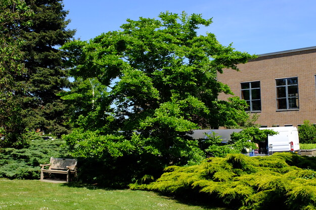 May tree photo