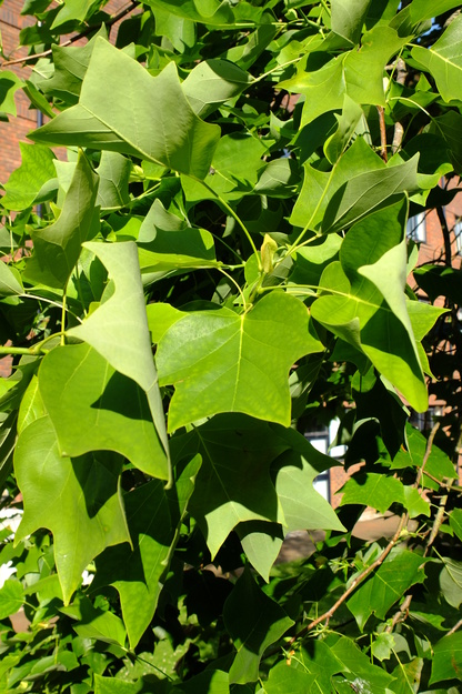 July close-up photo