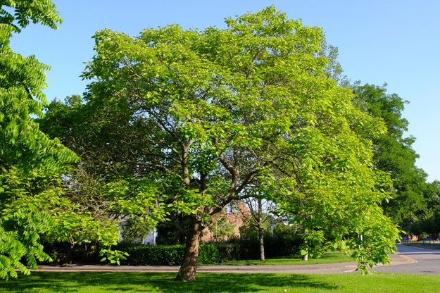 July tree photo