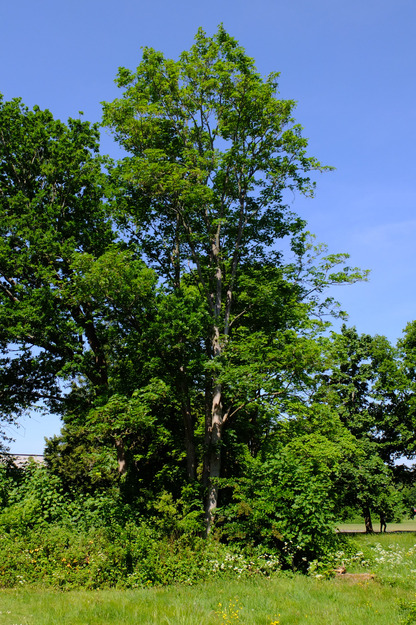 May tree photo