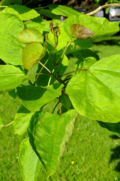 July close-up photo