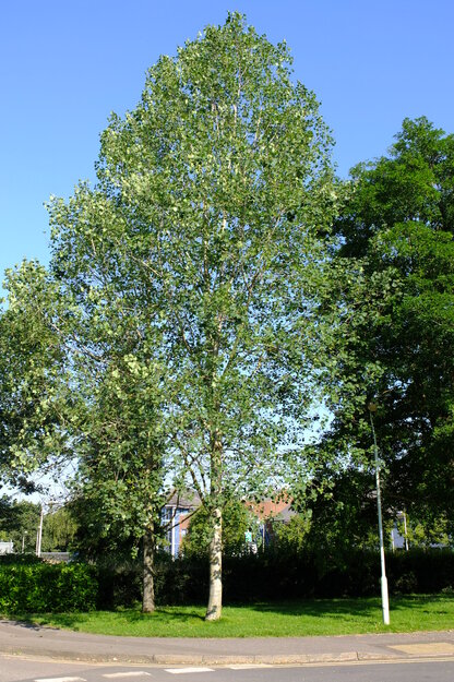 July tree photo