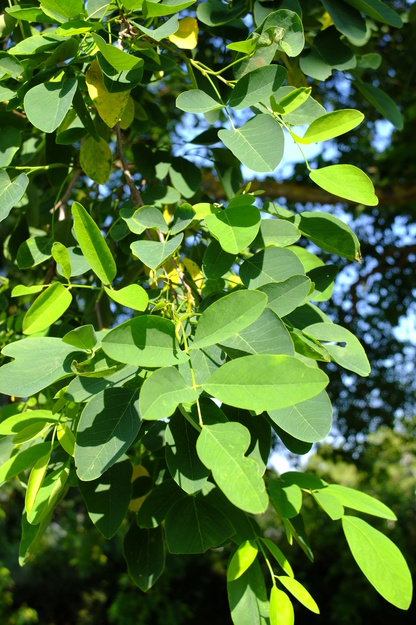 July close-up photo