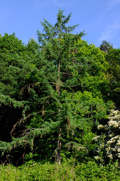 May tree photo