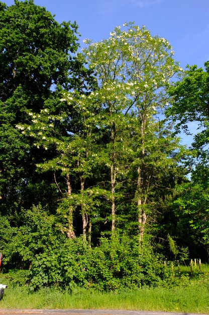 May tree photo