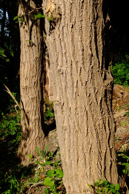 May close-up photo