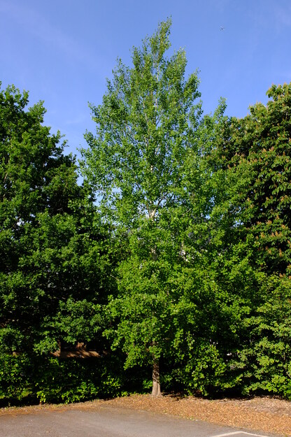 May tree photo