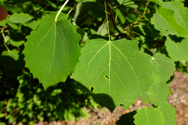 May close-up photo