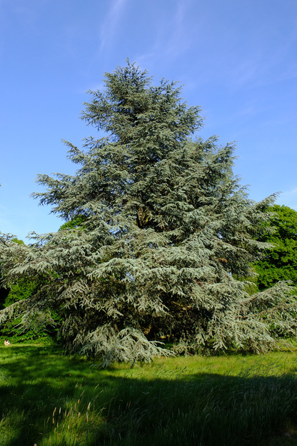 Photo of Cedrus atlantica