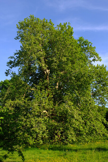 May tree photo