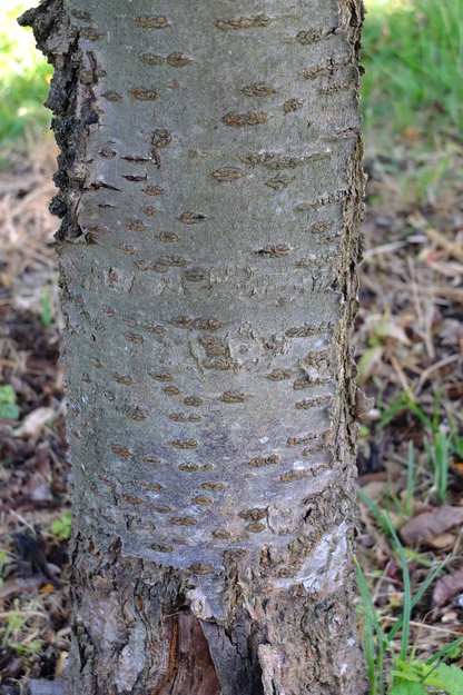May close-up photo