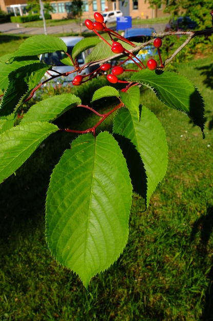May close-up photo