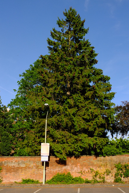 Photo of Picea abies