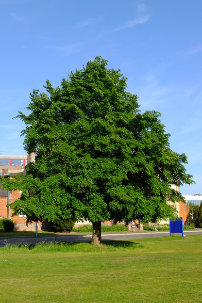 May tree photo
