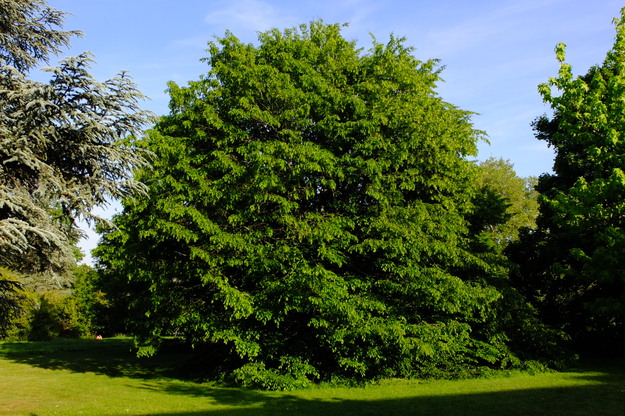 May tree photo